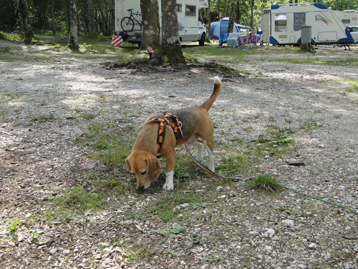Beagle am Campingplatz