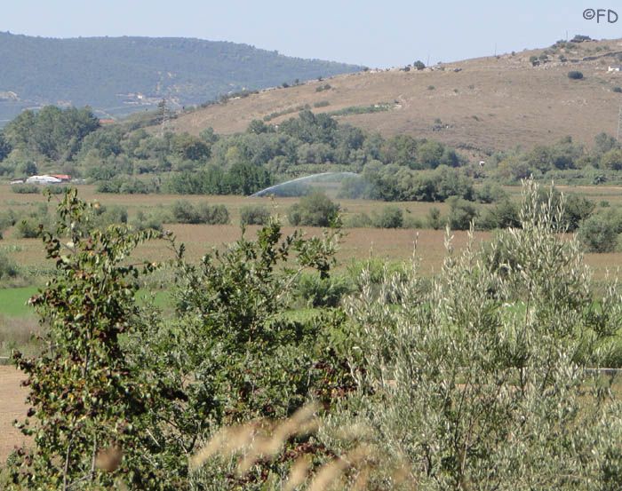 Gliyki1