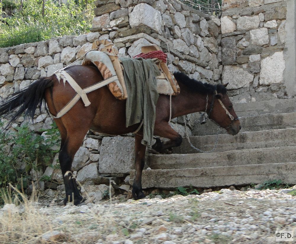 Pferd Albanien