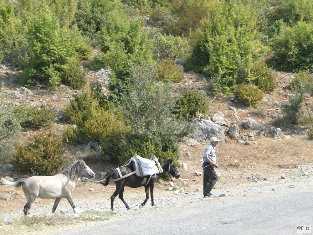 Pferde Albanien