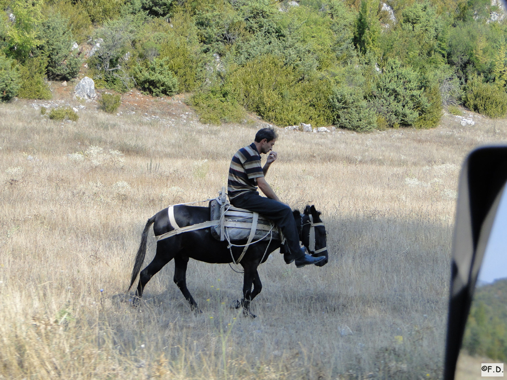 Pferde Albanien