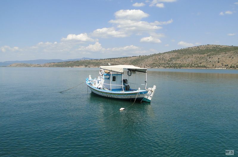 Amiflohia