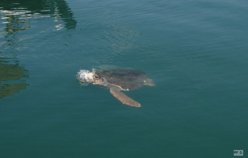 Amiflochia Wasserschildkröte